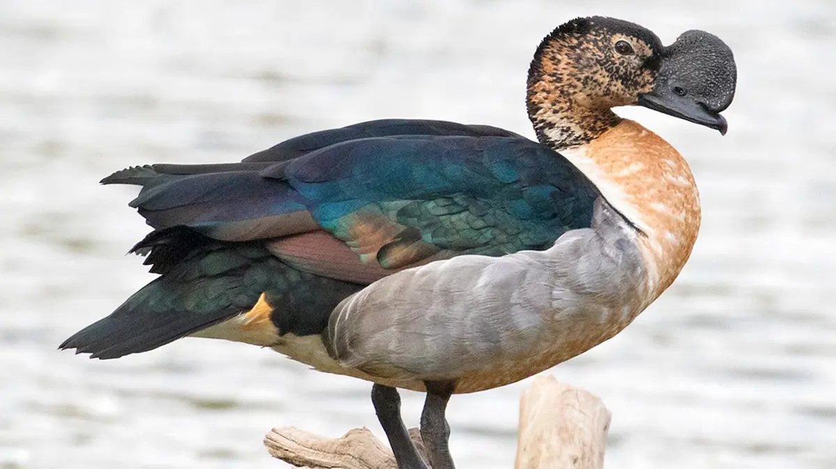 Knob‑billed Duck in Indian Wetlands