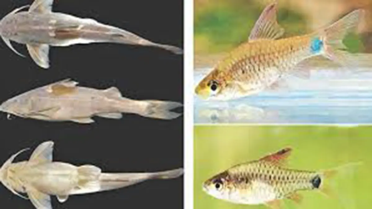 Two new freshwater fish species discovered in Nagaland