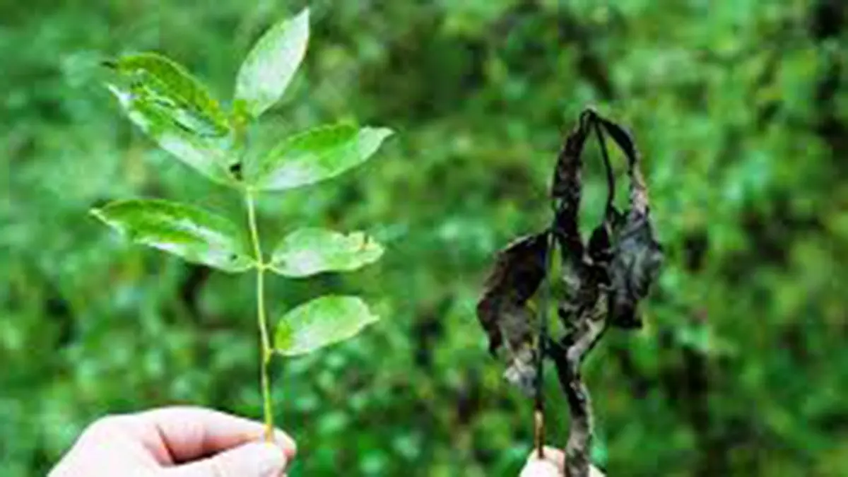 Dieback disease affecting neem trees