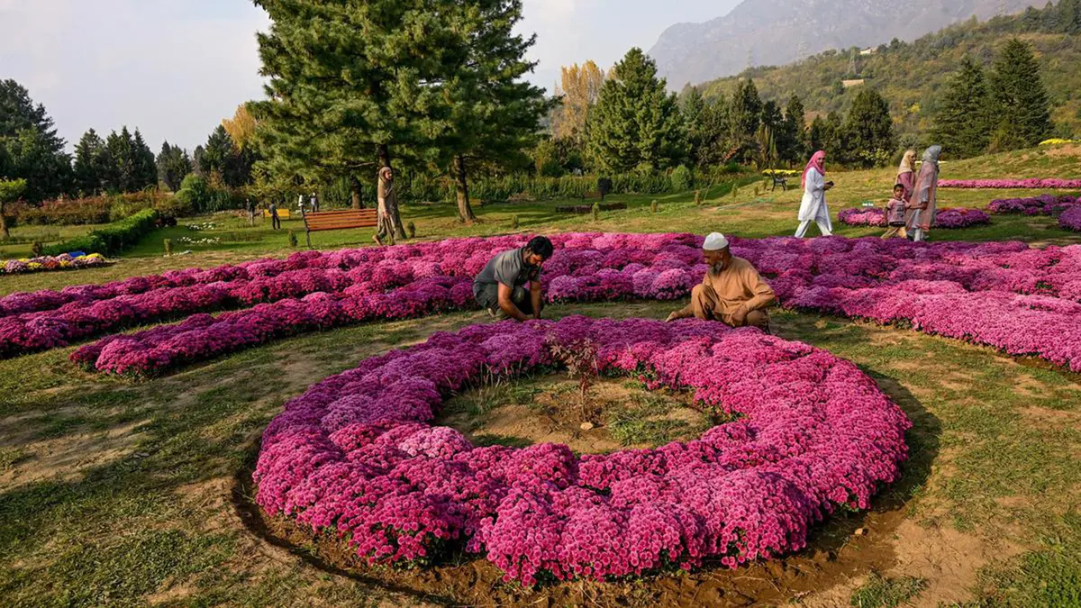 Chrysanthemum Theme Garden in Srinagar