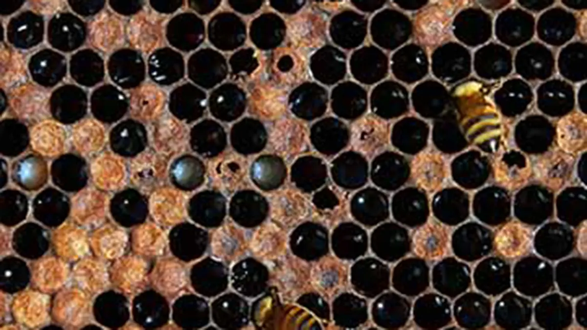 American Foulbrood – Beekeeping Disease and Recent Outbreak