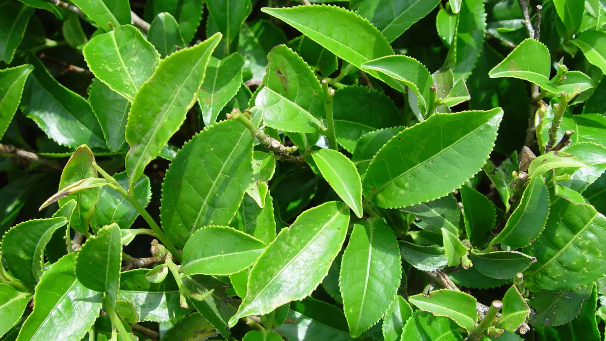 Only Tea from Camellia sinensis May Be Labelled “Tea,” Says FSSAI