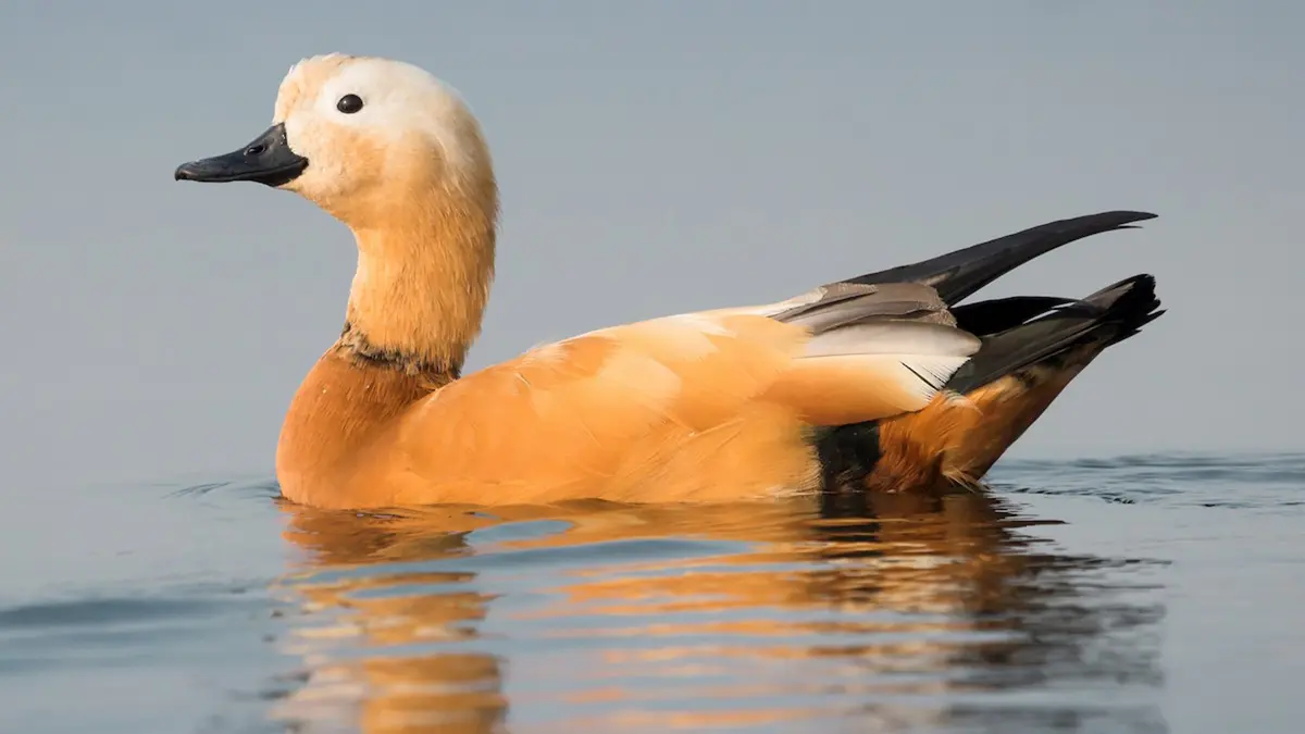 Ruddy Shelduck – Community Conservation in Ladakh