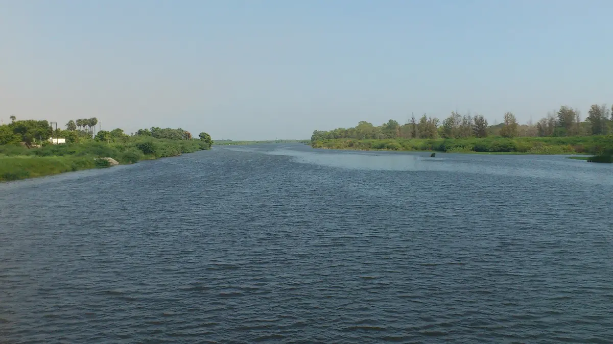 Thamirabarani River: Fish and Otters in South India