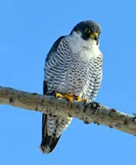 Peregrine Falcon – A Record Sight in Central Australia