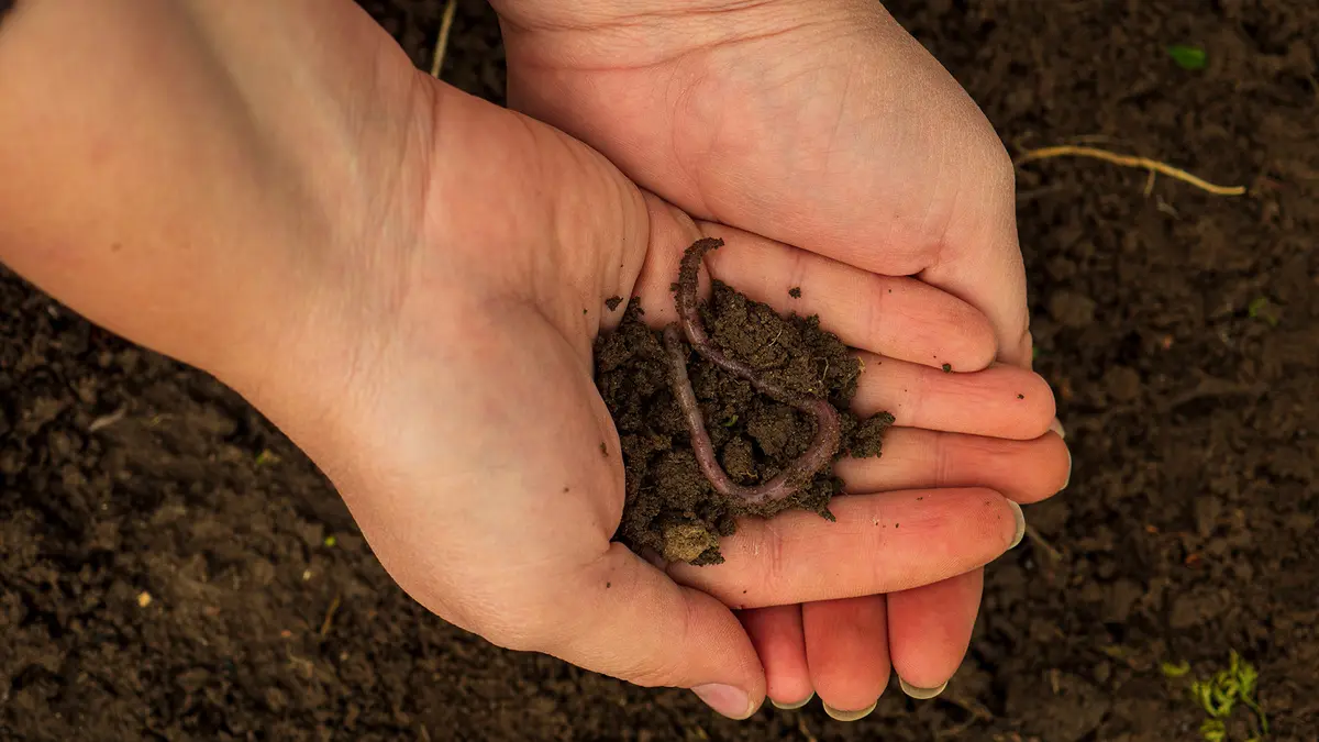World Soil Day 2025 – Healthy Soils for Healthy Cities