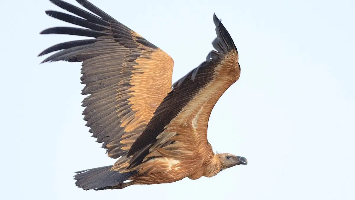 Reintroducing the long‑billed vulture in Melghat Tiger Reserve