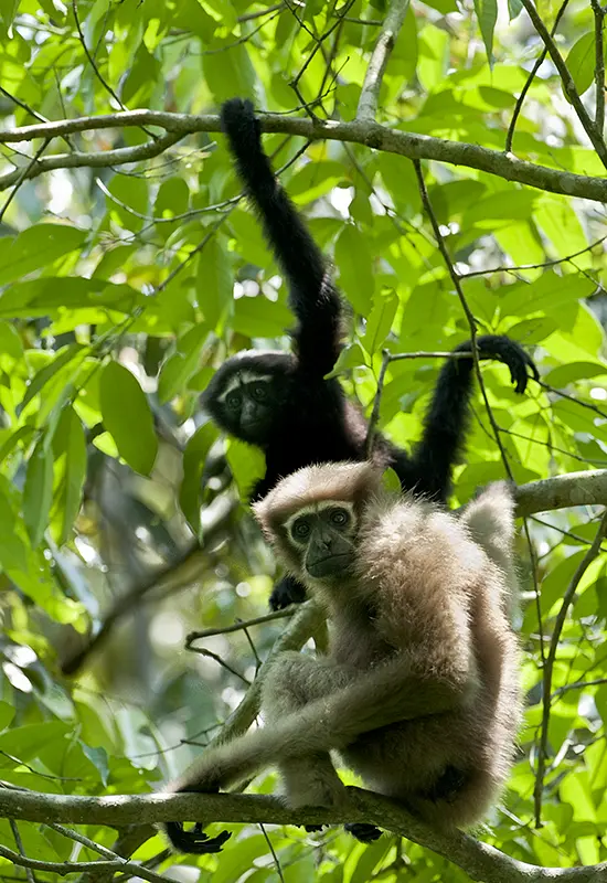Hoolock Gibbon