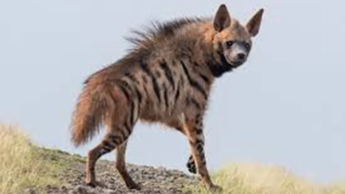 Striped hyena proposed for stronger international protection