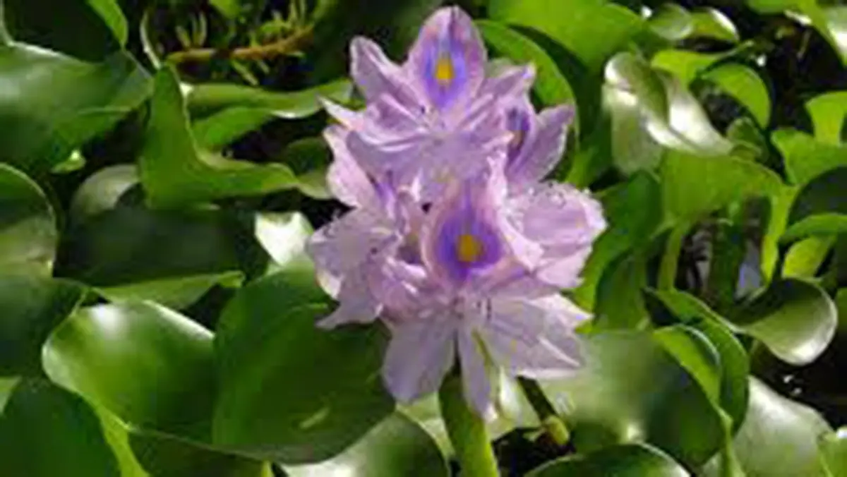 Water Hyacinth – Invasive Aquatic Weed