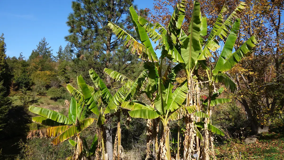 Musa sikkimensis – Wild Banana of the Eastern Himalaya
