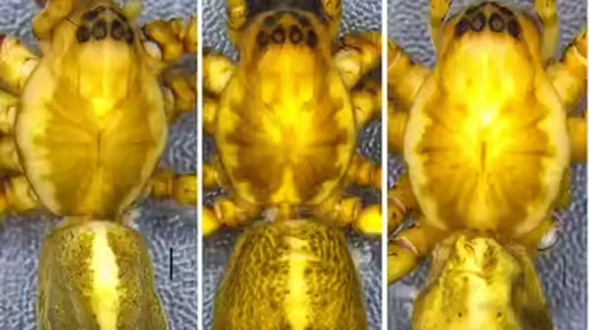 New Spider Species Discovered in Nagaland