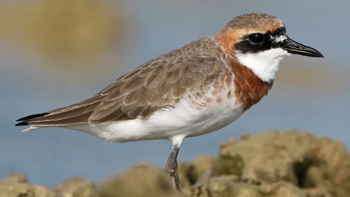 Greater Sand Plover