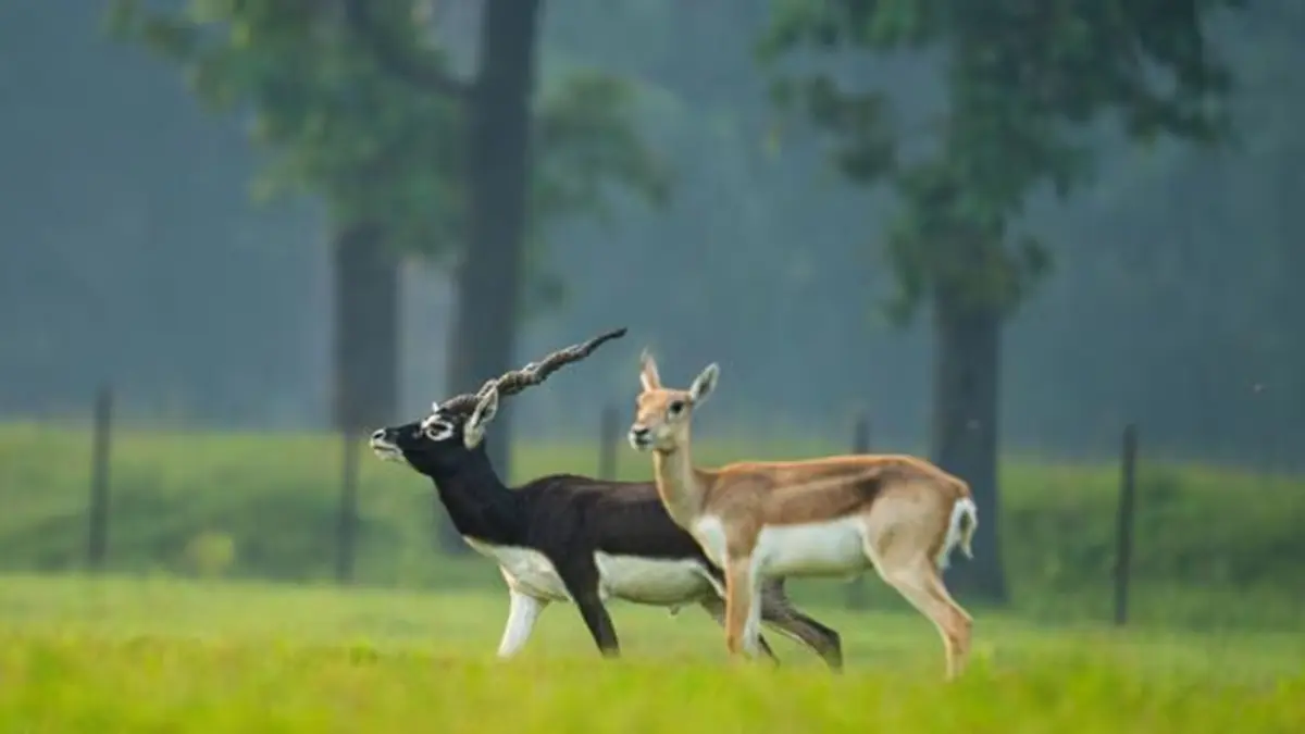 Blackbuck revival in Barnawapara Wildlife Sanctuary