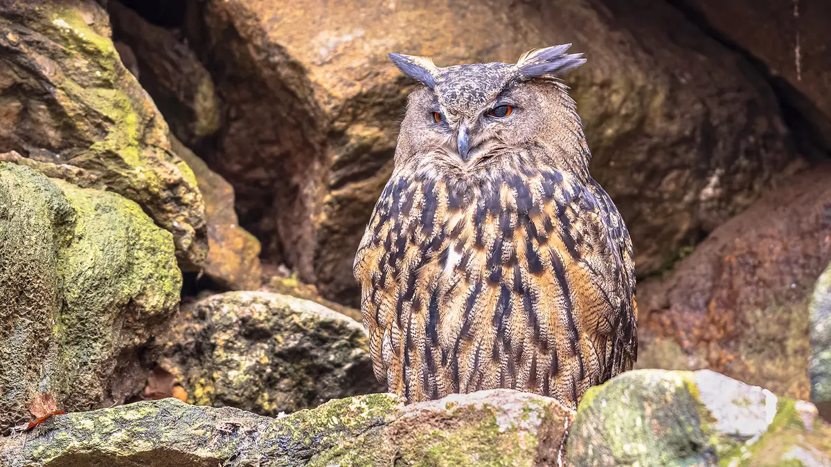 Rock Eagle Owl – Protecting a Rare Owl Species