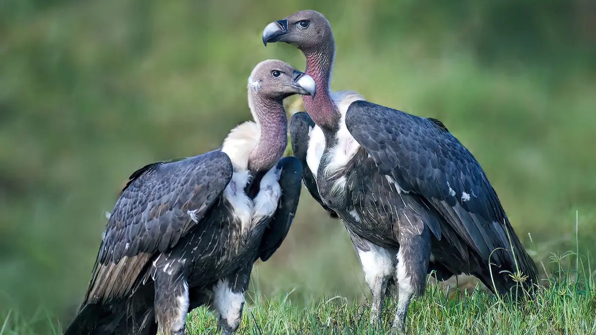 White‑Rumped Vulture – Critically Endangered Scavenger of South Asia