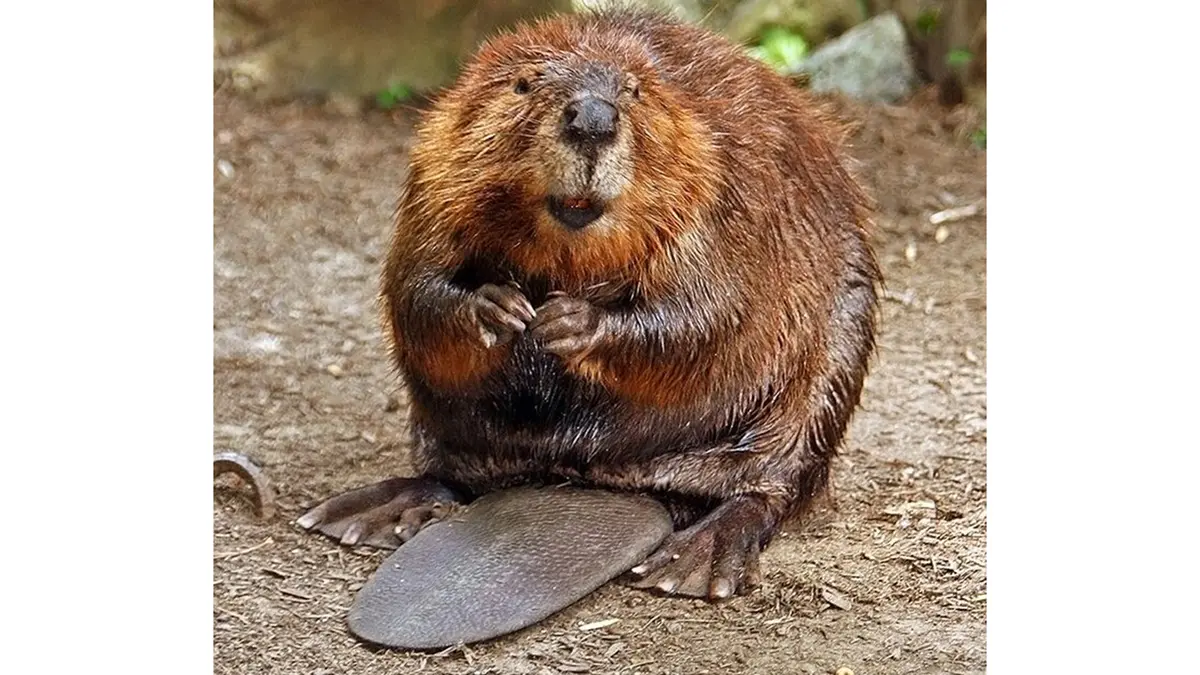 Beavers and Carbon Sinks