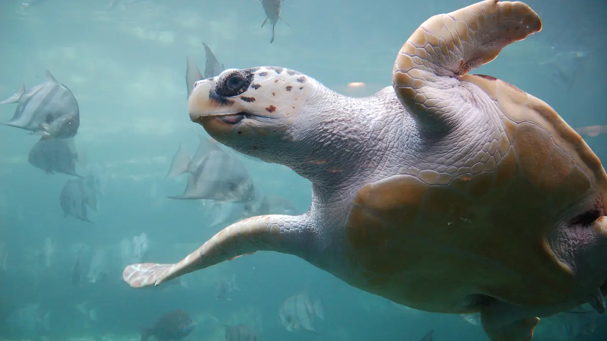 Mumbai Rescue Highlights Risks to Loggerhead Sea Turtles