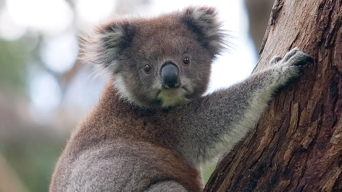 Koala and the New Genetic Bank