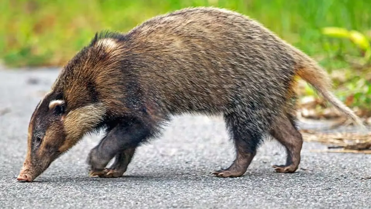 Kaziranga survey reveals healthy population of the greater hog badger