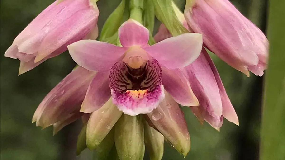 Eulophia picta (Synonym: Geodorum densiflorum)