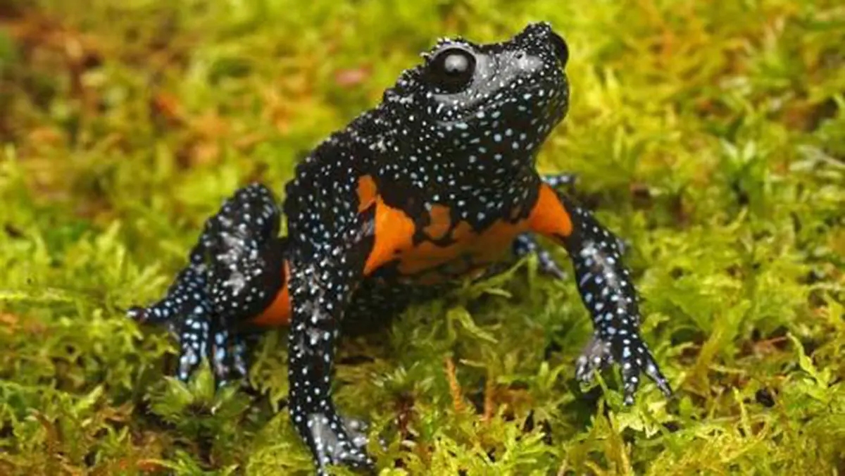 Galaxy Frog: Vulnerable Western Ghats Endemic Known Since 1878