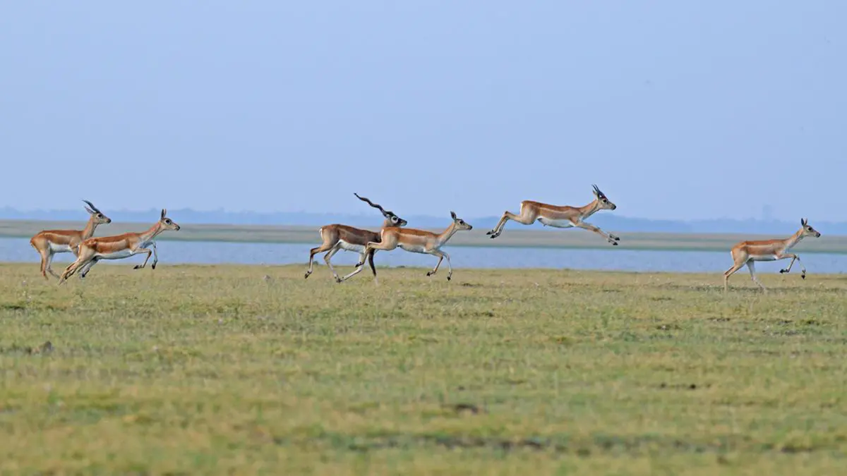 Blackbuck returns to Barnawapara after five decades
