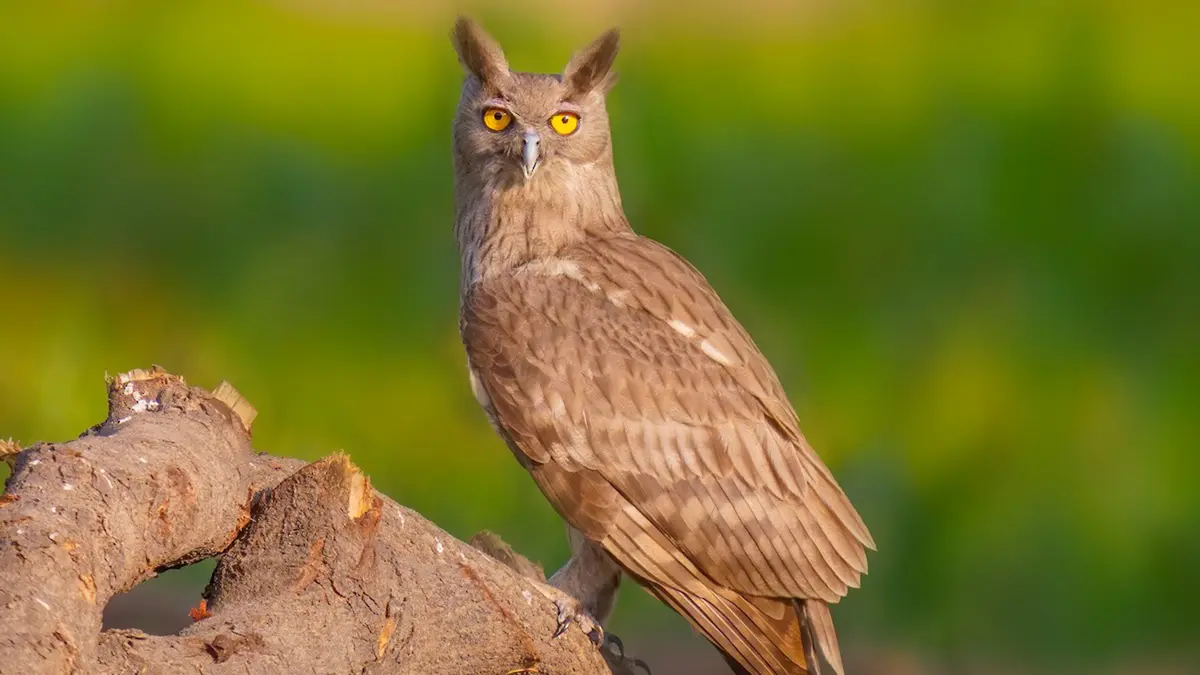 Dusky Eagle Owl sighted after 15 years