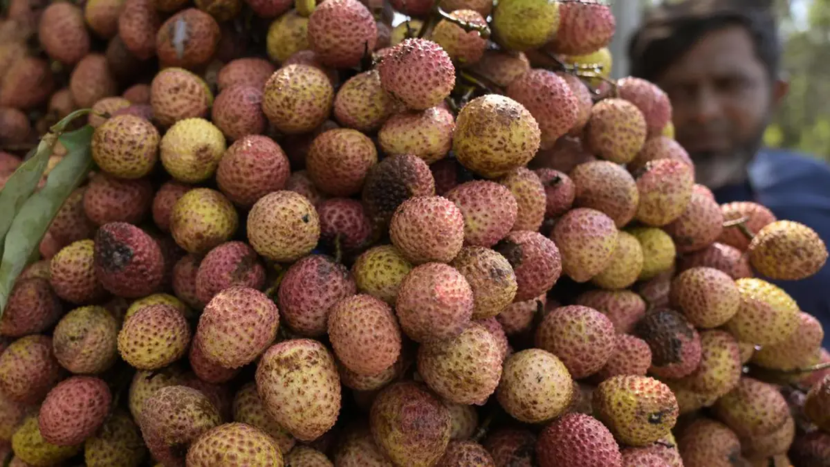 Litchi Stink Bug Crisis and Climate Challenges