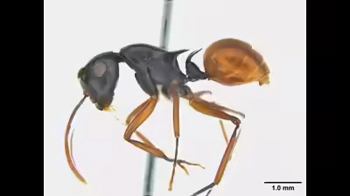 Polyrhachis garbhangaensis