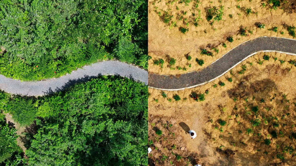 Miyawaki Method for Urban Afforestation