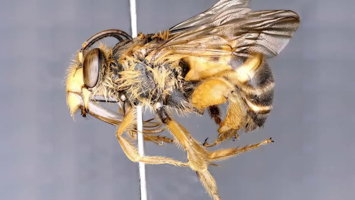 Two New Bee Species from Arunachal Pradesh