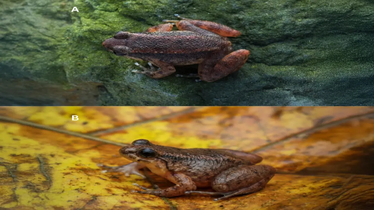 Ingerana aizawl: New Frog Species Named after Mizoram's Capital