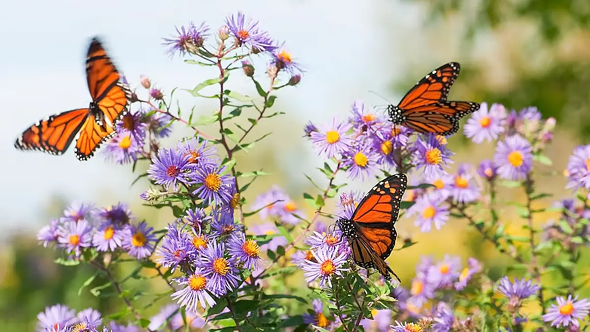 Monarch butterflies rebound in Mexico