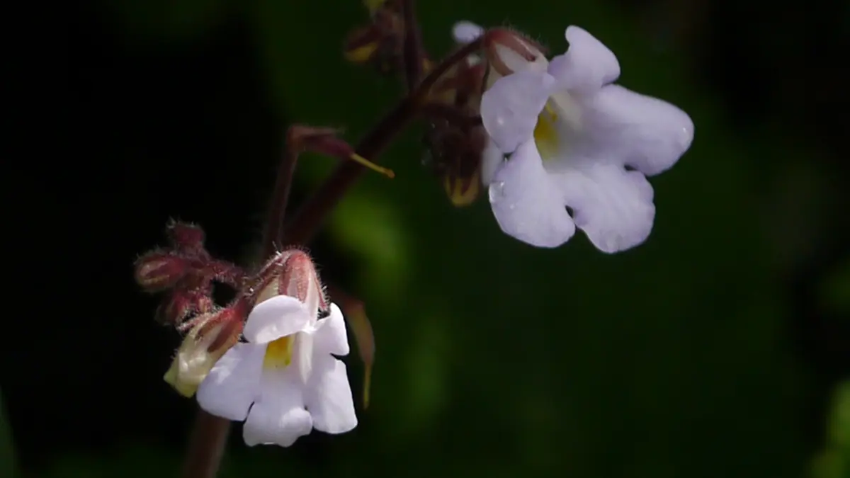 Henckelia monophylla – Rare Plant Rediscovered in Arunachal Pradesh