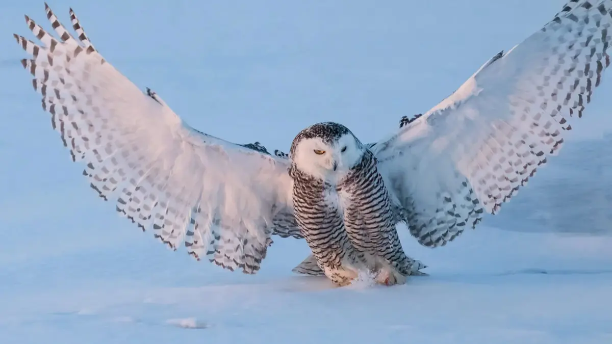 Snowy Owl – Arctic Predator Now Under International Protection