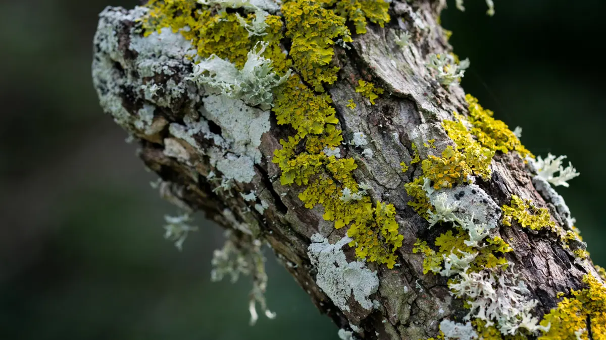 Lichen – Symbiosis of Fungi and Algae