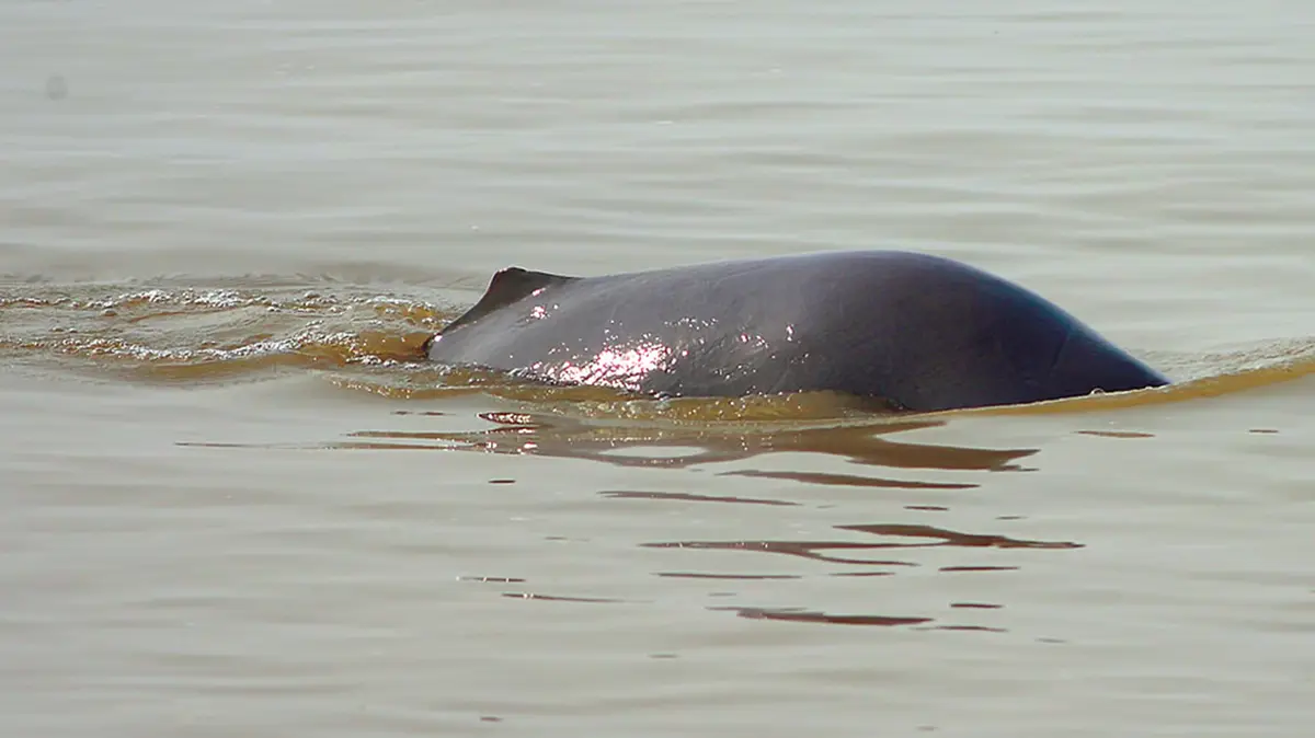 Indus River Dolphin