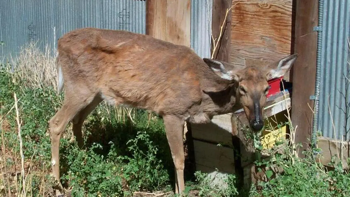 Zombie Deer Disease – Understanding Chronic Wasting Disease (CWD)