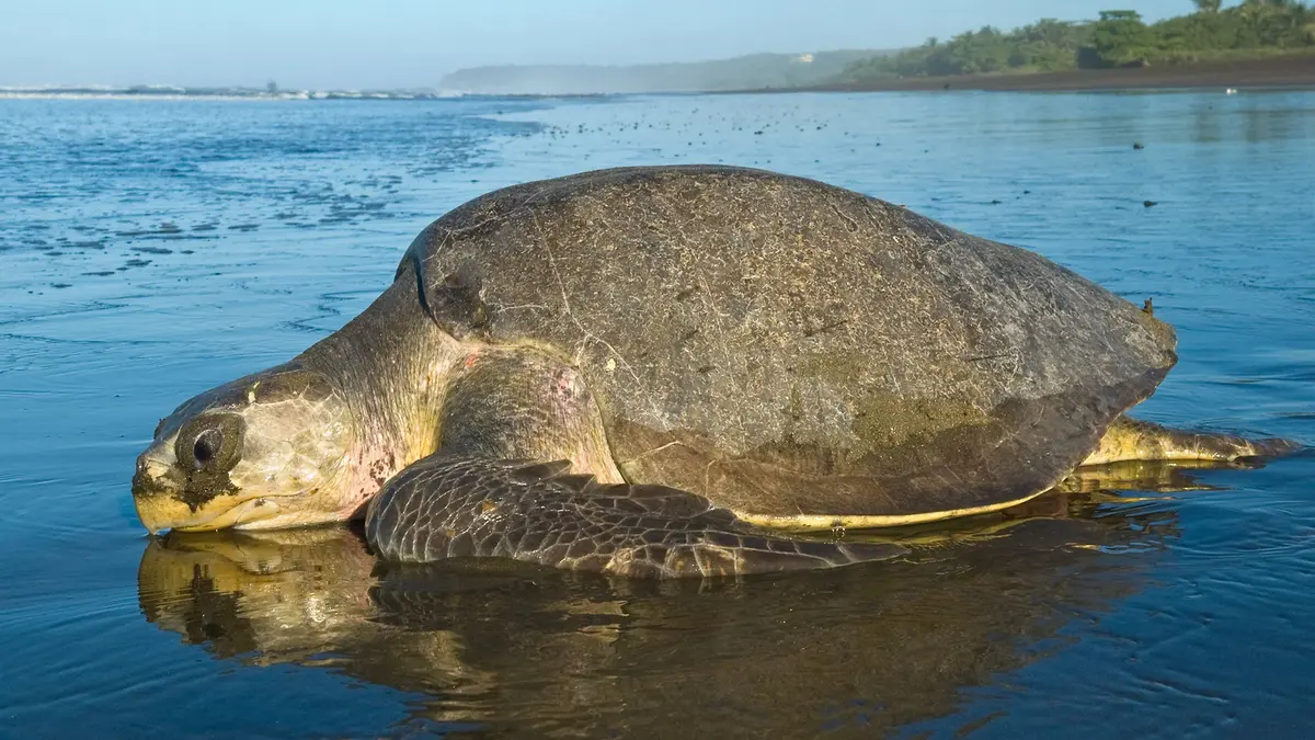 Olive Ridley Turtles Migrate to the Sri Lanka Dome