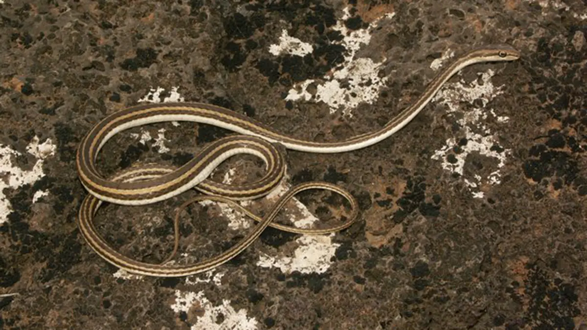 Schokari Sand Racer: Kutch Sighting Renews an 1872 Record