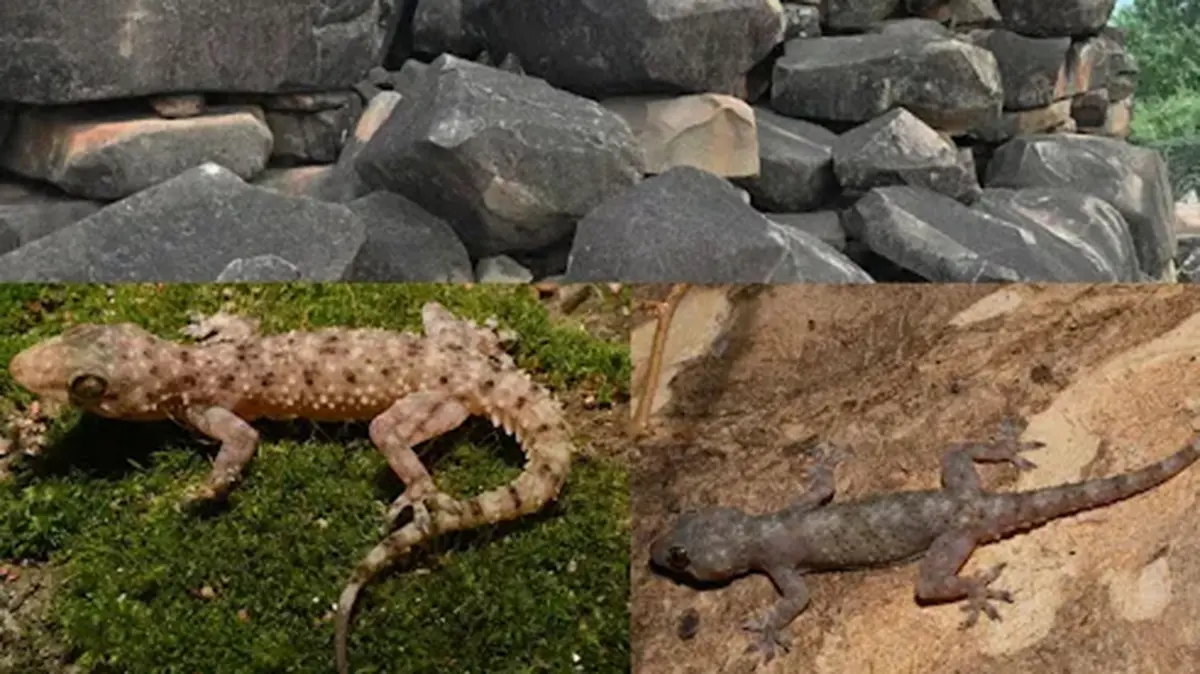 Hemidactylus Geckos: Two New Species Described From Telangana