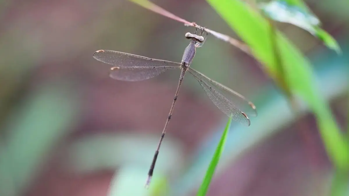 Lestes paloti: A New Damselfly Species