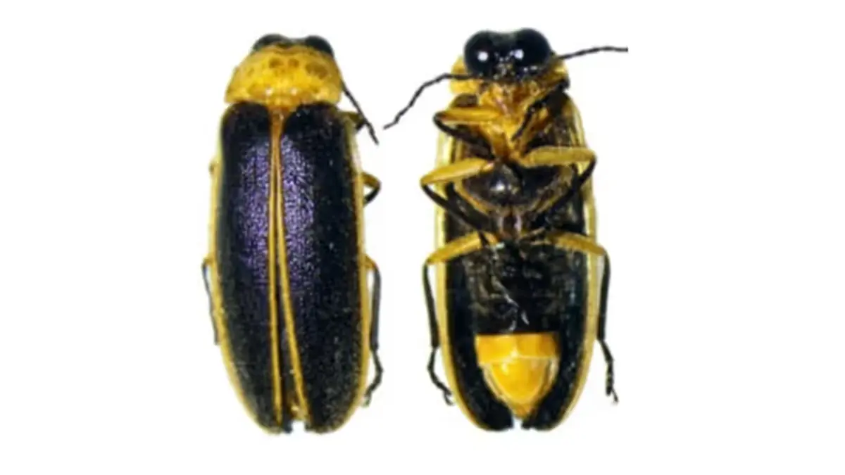 Pygoluciola mawsynram