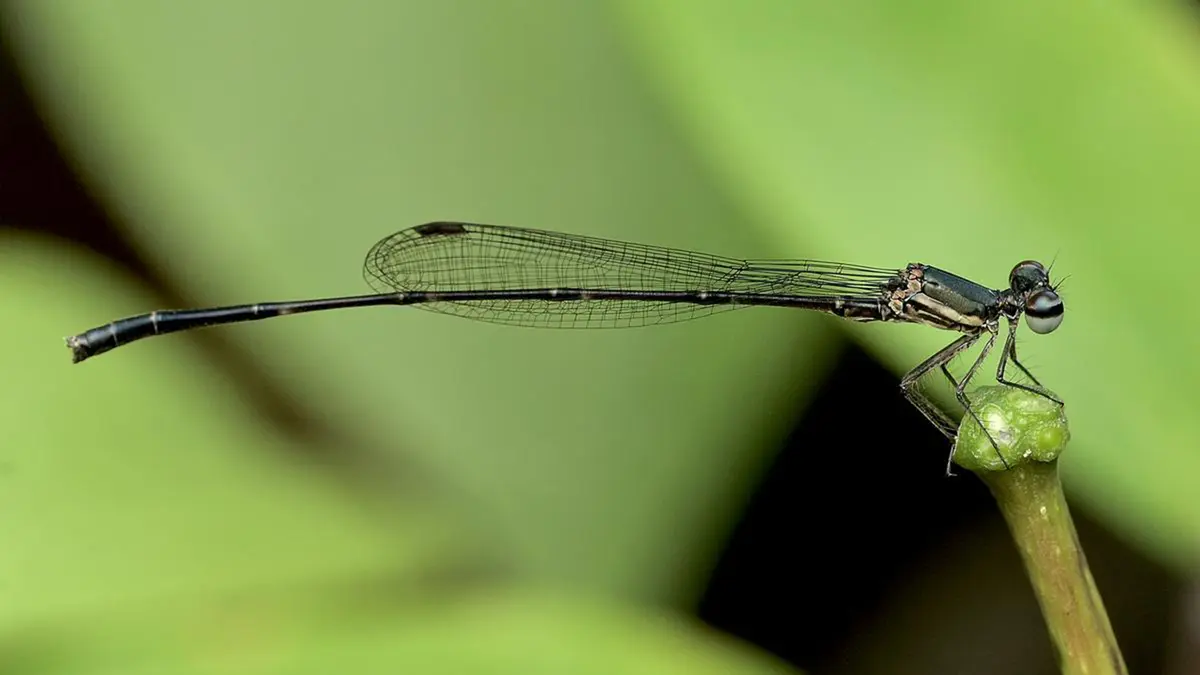 Silent Valley National Park Records New Dragonfly and Damselfly Species