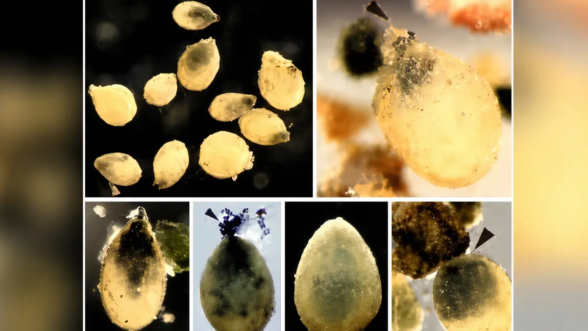 Two New Psammophaga Species Found in Rajapuri Creek