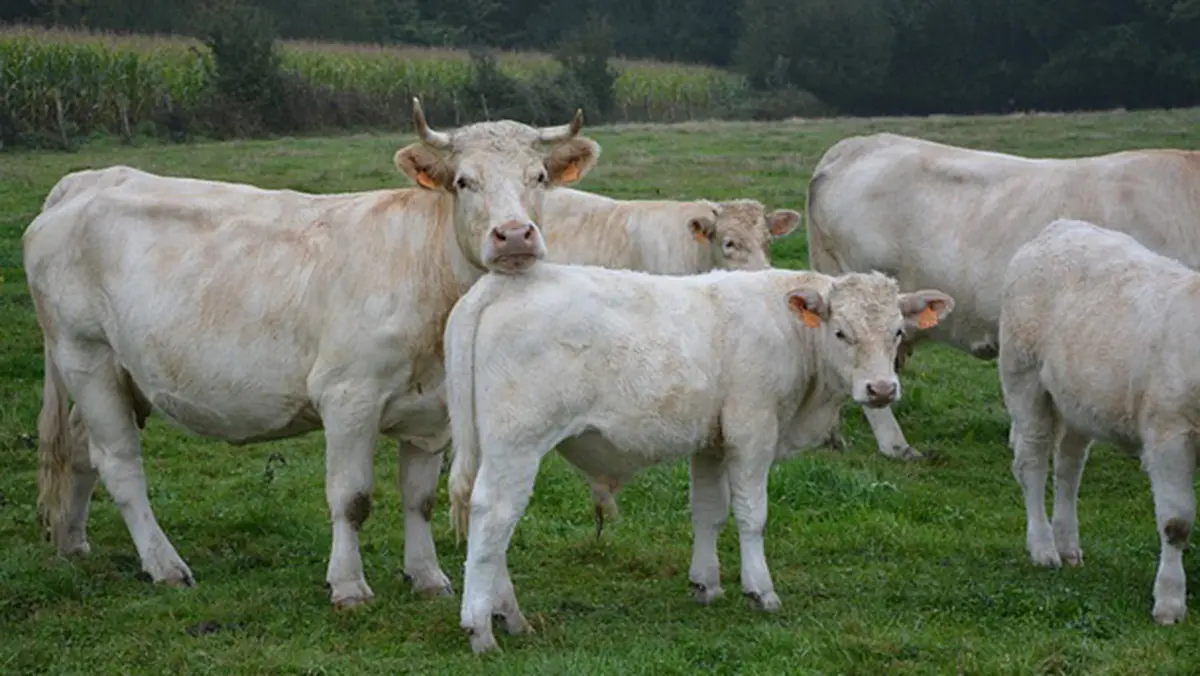 Rumen Fluke Disease: Odisha Outbreak & Livestock Health