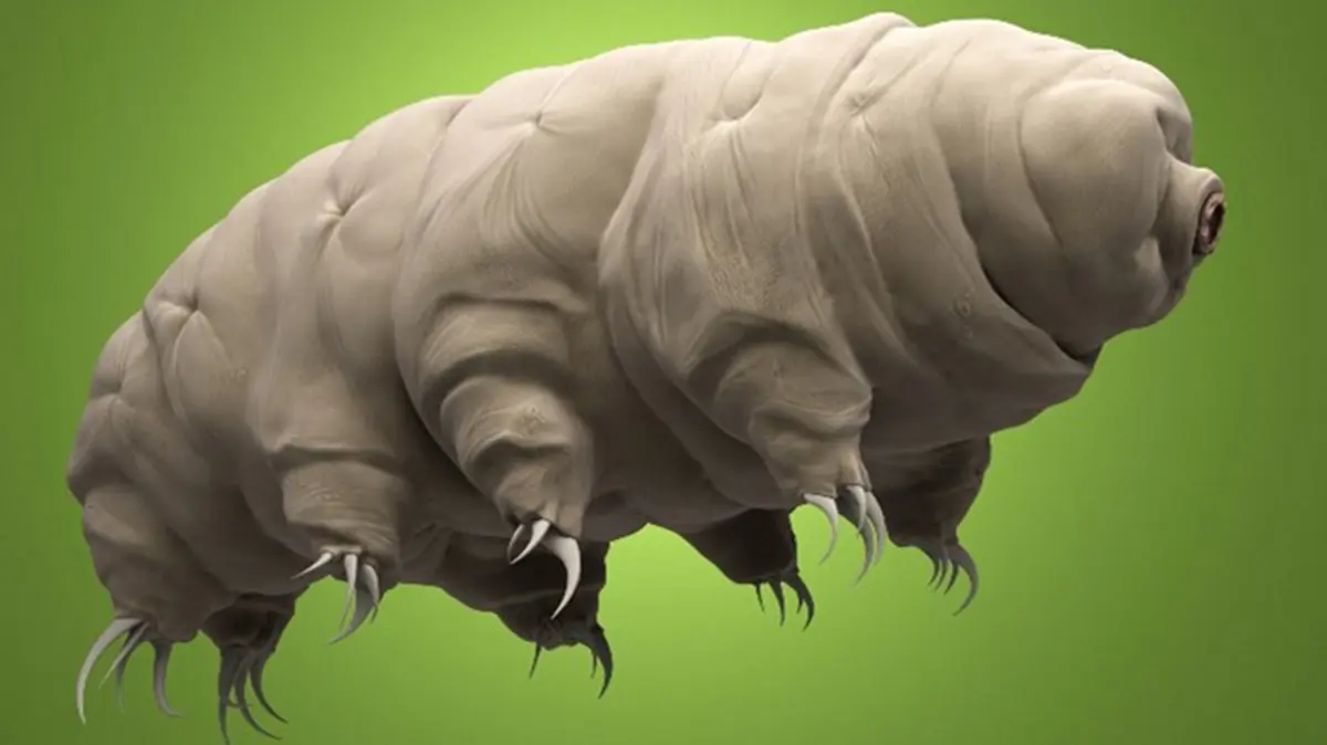Actinarctus odissi – a new marine tardigrade