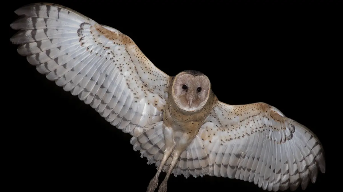 Australian Grass Owl