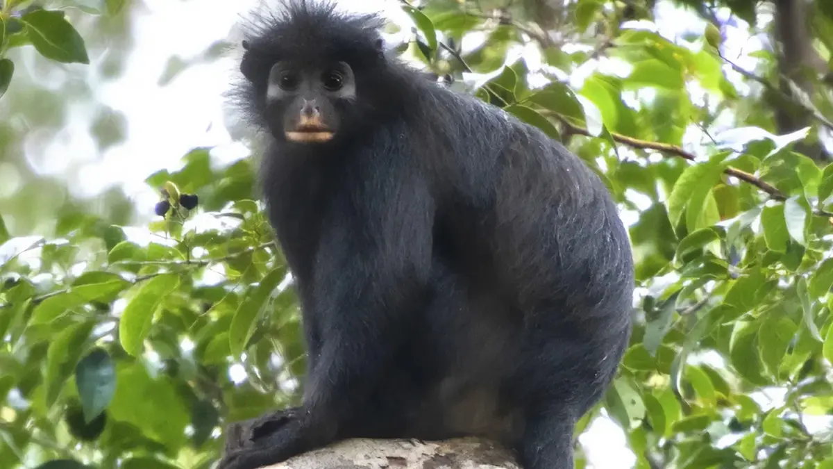 Likweli: A Newly Described Colobus Monkey